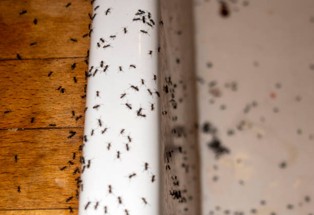 Best Commercial Pest Control Services  in Summerville, GA