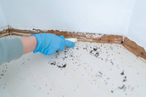 Best Bed Bug Extermination  in Summerville, GA